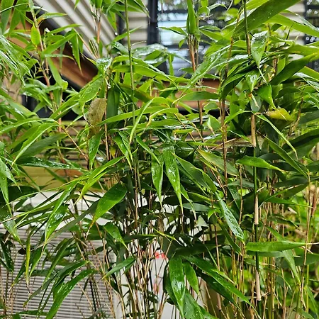 Maison Duplex Confort-cote Cour Et Jardins-centre Gare Amiens