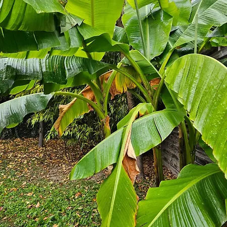 Ferienhaus Maison Duplex Confort-cote Cour Et Jardins-centre Gare Amiens